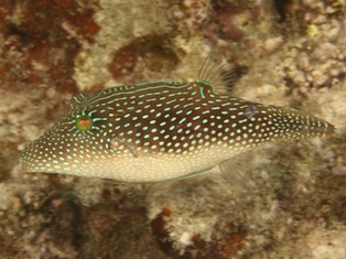 Canthigaster margaritata